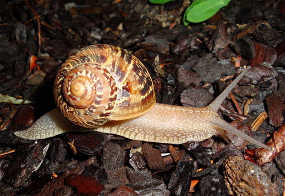 Il lumacone Travaglio Il lumacone Travaglio